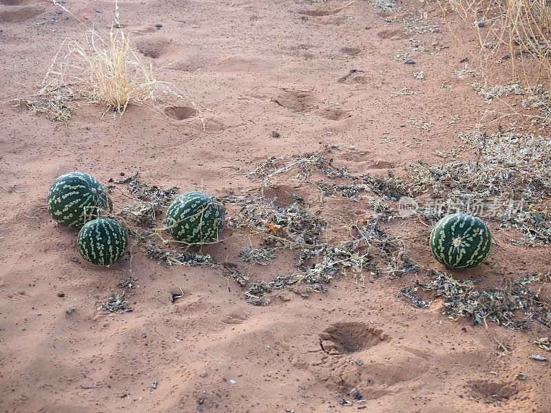 Namib tsamma （Citrullus ecirrhosus）